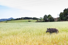 Daños en plantaciones periurbanas