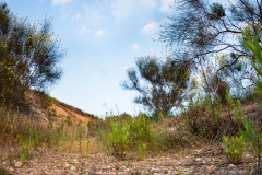 Amenazas ecológicas 1